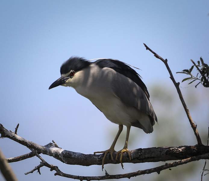 Night heron_michael bamford_open.jpg - Competition 18/09/17 - open b